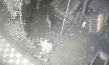 कळवण.! मोकभणगी शिवारात बिबट्याचा मुक्त संचार...