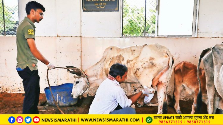 लम्पी रोगाच्या नुकसान भरपाईपोटी; राज्यातील ३ हजार पेक्षा अधिक पशुपालकांच्या खात्यावर ८.०५ कोटी रुपये जमा - सचिंद्र प्रताप सिंह