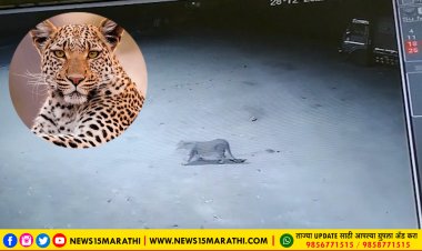 पालखेड बंधारा येथील मीरा महादेव पेट्रोल पंपावर बिबट्याचे दर्शन, परिसरात भीतीचे वातावरण...