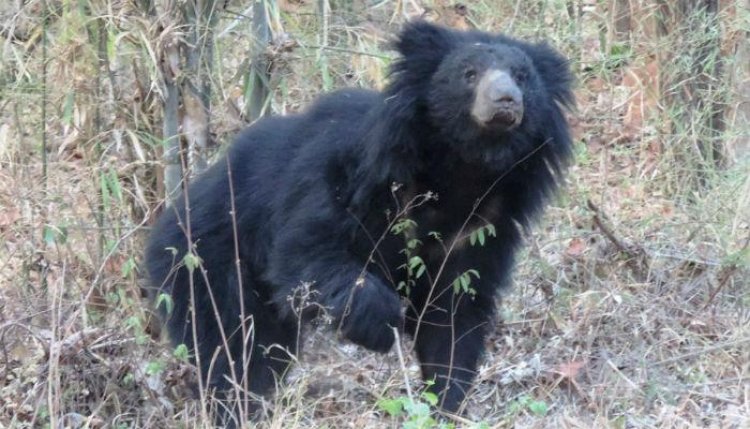 अस्वलाचा 60 वर्षीय ईसमावर हल्ला.! अस्वलाच्या हल्ल्यात ईसम गंभीर जखमी...