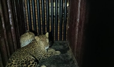 बिबट्याला पकडण्यात वनविभागाच्या अधिकाऱ्यांना यश...