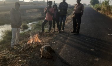 पाण्याच्या डबक्यात पडlलेल्या कोल्ह्याला नागरिकांकडून जीवदान.!
