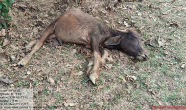 चरण्यासाठी गेलेल्या रेड्यावर वाघाचा हल्ला.! गोठणगाव वन परिक्षेत्र अंतर्गत; केशोरी जंगल परिसरातील घटना...