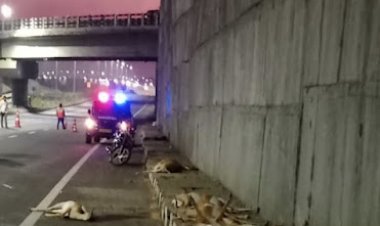 #BREAKING.! सोलापुरात एकाच वेळी 14 हरणांचा मृत्यू, वनविभाग संभ्रमात...