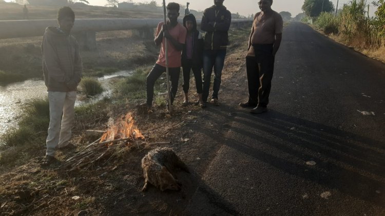 पाण्याच्या डबक्यात पडlलेल्या कोल्ह्याला नागरिकांकडून जीवदान.!