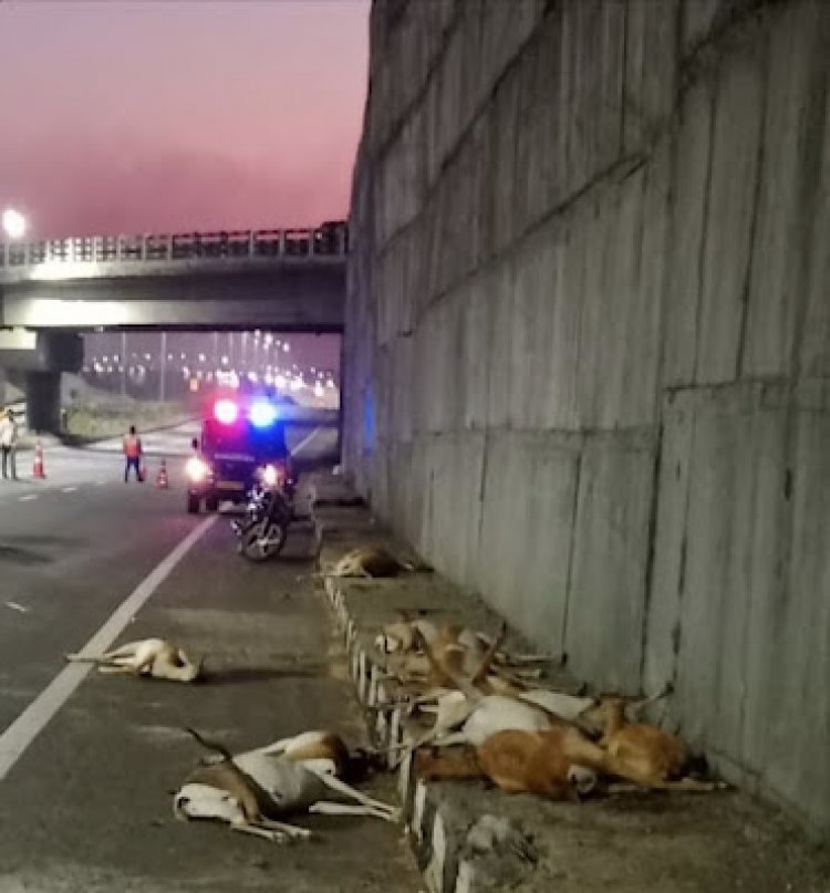 #BREAKING.! सोलापुरात एकाच वेळी 14 हरणांचा मृत्यू, वनविभाग संभ्रमात...