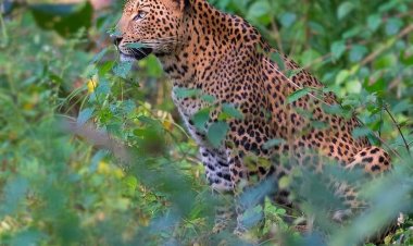 चिंचखेड येथे.! उसाच्या फडात बिबट्याचे तीन बछडे आढळले,  शेतकर्‍यांमध्ये भीतीचे वातावरण...