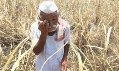 सगळं दुःख शेतकऱ्यांच्या पदरीच का? अगोदर बाजार भाव अन आता सरकारी कर्मचाऱ्यांच्या संपाने जगन मुश्किल केल...!