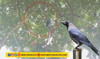 दिंडोरी जनता इंग्लिश स्कूलच्या सेवकांनी, कावळ्याला दिले जीवदान...