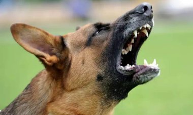 तुमसर शहरात पिसाळलेल्या भटक्या कुत्र्यांची दहशद.! कुत्र्यांच्या हल्ल्यात 5 गंभीर जखमी...