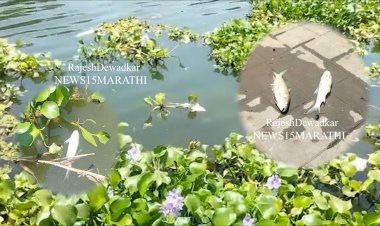 धक्कादायक.! श्री क्षेत्र देहू येथील इंद्रायणी नदीत शेकडो माशांचा अचानक मृत.! दूषित पाण्यामुळे मृत्यू झाल्याचा संशय...