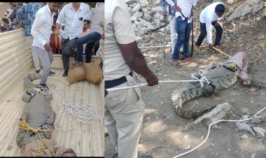 माकणी - खरबवाडी साठवण तलावातील मगर वन अधिकाऱ्यांनी पकडली.! नागरीकांमध्ये समाधान...