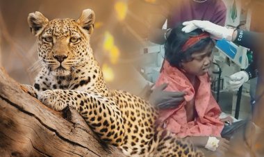 बिबट्याच्या हल्ल्यात 9 वर्षीय मुलगी गंभीर जखमी...