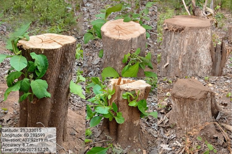 पांढरवाणी बीटात अवैध वृक्षतोड? वनपरिक्षेत्र अधिकारी साहेब ही वृक्षतोड कुणाच्या आशिर्वादने...