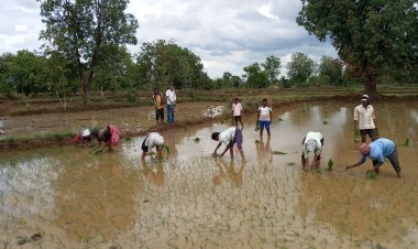 पावसाने हजेरी लावल्याने, शेतकऱ्यांची भात रोवणीला सुरुवात...