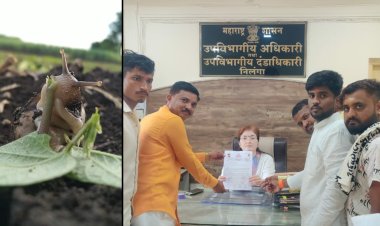 गोगलगायच्या प्रादुर्भावामुळे शेतकऱ्यावर दुबार पेरणीचे संकट, छावा संघटनेकडून पंचनाम्याची मागणी...