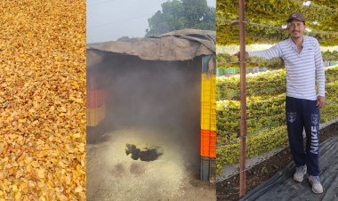 बेदाणा दरवाढीची शेतकऱ्यांना आशा? सणांच्या पार्श्वभूमीवर शेतकऱ्यांची अपेक्षा...