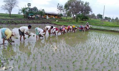 ग्रामीण भागात पर्यटकांनाही भुरळ घालते "भात आवणी...