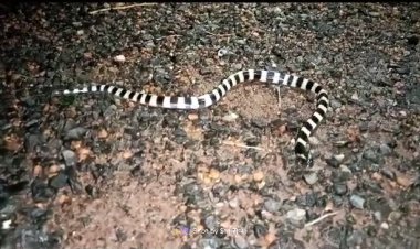 लाखणी तालुक्याच्या ग्राम जेवणाळा येथे आढळला सतरंजा या दुर्मिळ प्रजातीच्या साप...