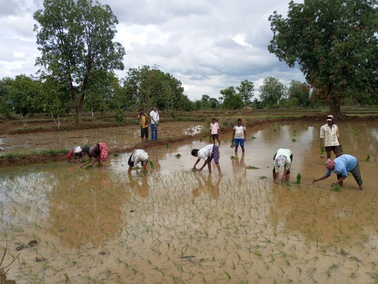 पावसाने हजेरी लावल्याने, शेतकऱ्यांची भात रोवणीला सुरुवात...