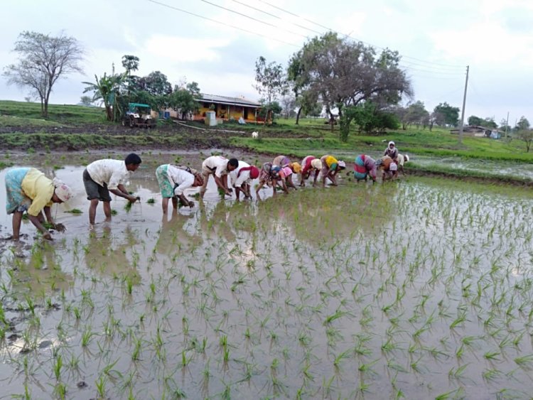 ग्रामीण भागात पर्यटकांनाही भुरळ घालते "भात आवणी...