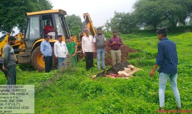 जानोरीत लम्पी आजाराने वासराचा मृत्यू, परिसरातील शेतकऱ्यांमध्ये भीतीचे वातावरण...