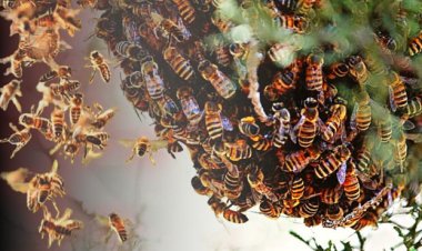 शेतकरी व शेत मजुरांवर मधमाश्यांचा अचानक हल्ला.! दोघांचा मृत्यू तर 5 जखमी...