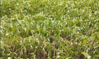 पावसाअभावी पिके व्हेंटीलेटरवर.! नांदेड जिल्ह्यात कोरडा दुष्काळ जाहीर करण्याची मागणी...