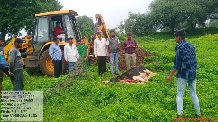 जानोरीत लम्पी आजाराने वासराचा मृत्यू, परिसरातील शेतकऱ्यांमध्ये भीतीचे वातावरण...