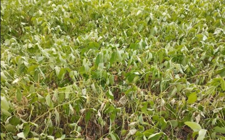 पावसाअभावी पिके व्हेंटीलेटरवर.! नांदेड जिल्ह्यात कोरडा दुष्काळ जाहीर करण्याची मागणी...