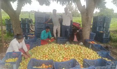 टोमॅटोची लाली घसरल्याने शेतकरी चिंताग्रस्त; शेतकऱ्यांना अनुदान देण्याची मागणी