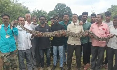 गुट्टेवाडी येथे सापडला ११ फुटी अजगर साप.! अहमदपूर तालुक्यात प्रथमच आढळून आला अजगर...
