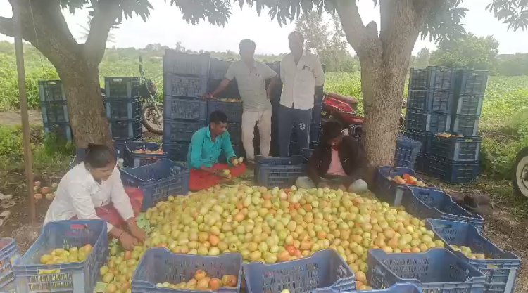 टोमॅटोची लाली घसरल्याने शेतकरी चिंताग्रस्त; शेतकऱ्यांना अनुदान देण्याची मागणी