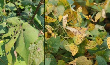 पाऊस संपला असला तरी, आता शेतकऱ्यांवर बरसतोय संकटांचा पाऊस...