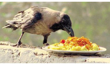 शहरी प्रमाणे ग्रामीण भागातही पितृपंधरवाड्यात काकस्पर्श दुर्मिळ...