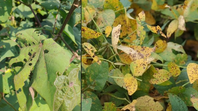 पाऊस संपला असला तरी, आता शेतकऱ्यांवर बरसतोय संकटांचा पाऊस...