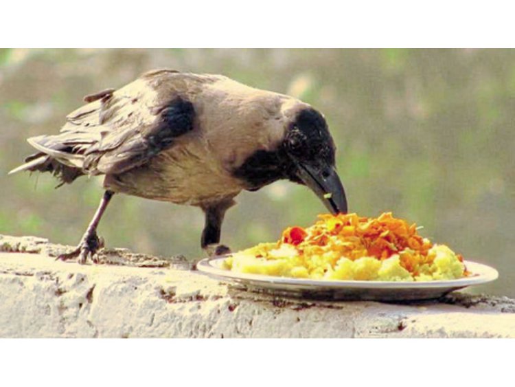 शहरी प्रमाणे ग्रामीण भागातही पितृपंधरवाड्यात काकस्पर्श दुर्मिळ...