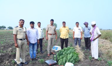 शेतात गांजा लागवड.! ६७ हजाराचा गांजा छापा टाकून किनगाव पोलीसांनी केला जप्त...