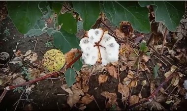 हदगाव तालुक्यातील पिकांना पावसाचा फटका.! कापुस आणि तुरीचे प्रचंड नुकसान...