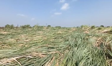 केळगाव परिसरात  वादळीवाऱ्यासह अवकाळी पावसाची हजेरी, अनेक एकरावरील ऊस व रब्बी पिके भुई सपाट...