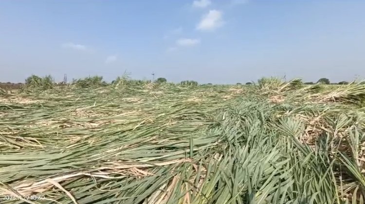 केळगाव परिसरात  वादळीवाऱ्यासह अवकाळी पावसाची हजेरी, अनेक एकरावरील ऊस व रब्बी पिके भुई सपाट...