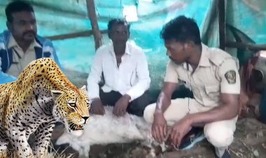 पालखेड बंधारा गावात बिबट्याच्या हल्ल्यात दोन शेळ्या एक बोकड ठार...