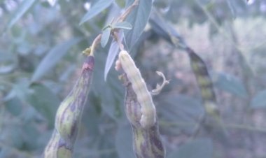 तुर पिकावर अळीचा प्रकोप, हजारो हेक्टर क्षेत्रातील तुर पिकाच्या नुकसानीची शक्यता...