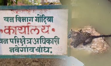 विहिरीत पडलेल्या बिबट्याला नवेगाव बां. विभागाच्या चमुने सुखरूप काढले बाहेर.! रेस्क्यू चमूची मोहीम यशस्वी...