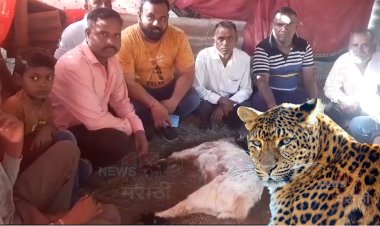 पालखेड वाशीयांची उडवली बिबट्यांनी झोप.! बिबट्याच्या हल्ल्यात बोकड ठार...