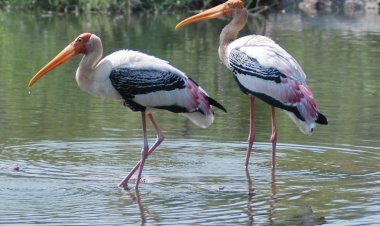 धरणांच्या तालुक्याला पाहुण्या पक्ष्यांची प्रतीक्षा.! तालुक्यातील धरणांजवळ पक्षी झाले दुर्मिळ...