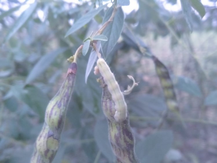 तुर पिकावर अळीचा प्रकोप, हजारो हेक्टर क्षेत्रातील तुर पिकाच्या नुकसानीची शक्यता...