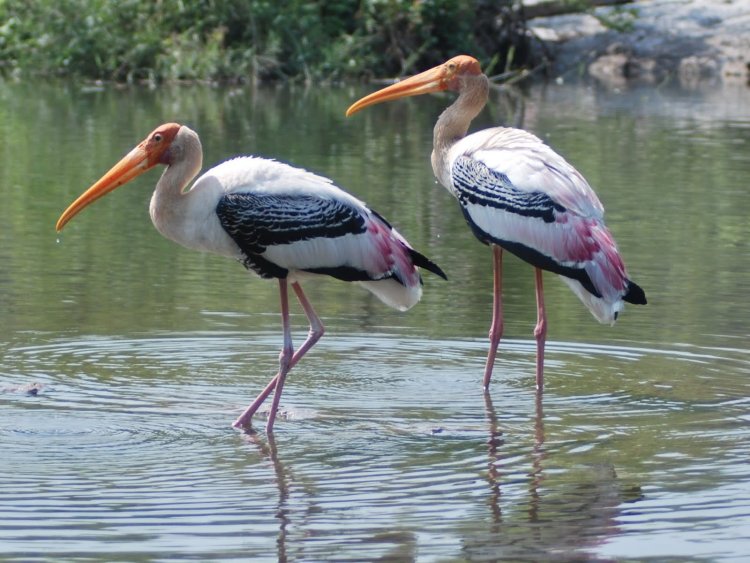 धरणांच्या तालुक्याला पाहुण्या पक्ष्यांची प्रतीक्षा.! तालुक्यातील धरणांजवळ पक्षी झाले दुर्मिळ...
