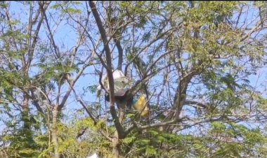 झाडावर चढून गळफास घेण्याचा प्रयत्न करणाऱ्या मजुराला पोलिसांनी खाली उतरवून पाठविले रुग्णालयात...