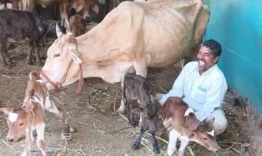 अजबच घटना.! मोहाडी येथे गाईने दिला चक्क तीन वासरांना जन्म...